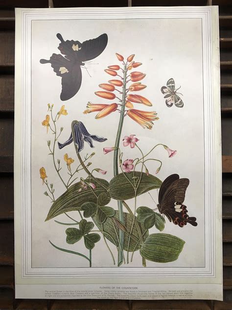 Butterfly And Botanical Print