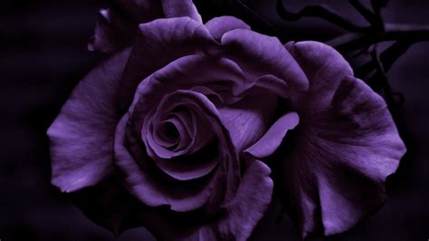Dark Purple Rose Flower In Black Background Hd Rose Wallpapers Hd