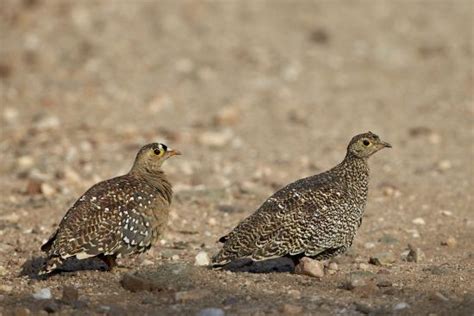 Double Banded Sandgrouse Pterocles Bicinctus Pair Kruger National