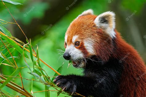 Premium Photo Red Panda In Forest Red Panda Lying On The Tree With