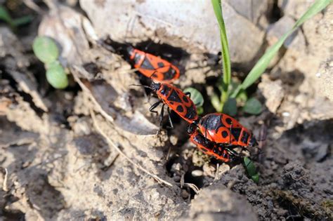 Maybe you would like to learn more about one of these? Feuerwanzen bekämpfen - ungebetene Gäste im Garten