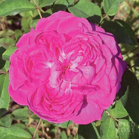 Reine Des Violettes Wild Rose Nursery