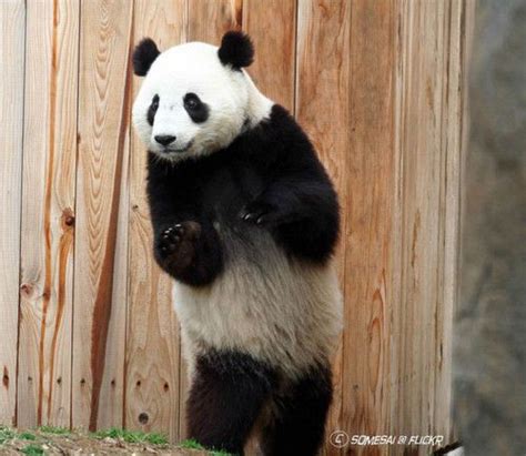 Panda Panda Bear Panda Love