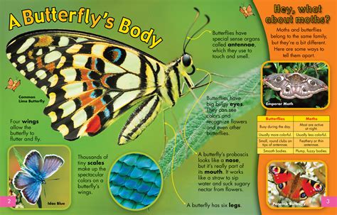 A Butterflys Body Nwf Ranger Rick