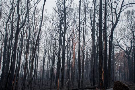 Australian Bushfires Aftermath Burnt Eucalyptus Trees Stock Photo