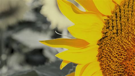3840x2160 Wallpaper Yellow Sunflower Peakpx