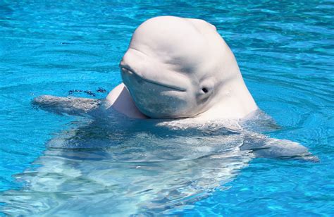 Ship Noise Threatens The Survival Of Beluga Whales