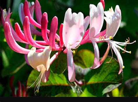 The bach flower remedies and homeopathy; Bach Flower Remedy- Honeysuckle - Dr... - Kamlu Hemrajani ...