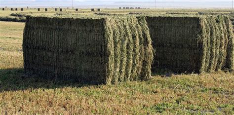 Tips For Producing High Quality Hay Bales Ag Proud