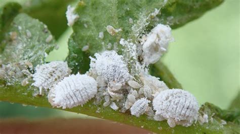 How To Get Rid Of Mealybugs On Your Plants 5 Best Ways To Eliminate