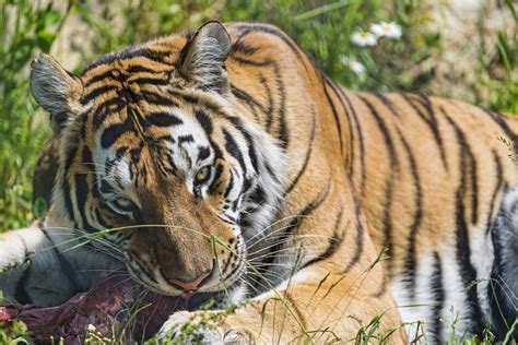 Tigre Características Especies Hábitat Y Alimentación