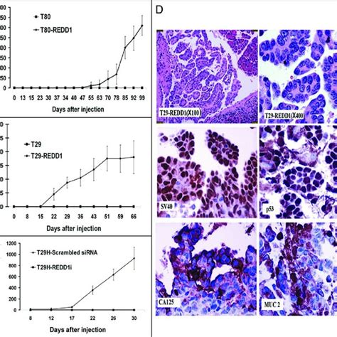 effect of redd1 on tumor growth in nude mice a and b tumor growth download scientific