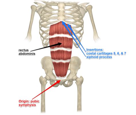 Rectus Abdominis Muscle Its Attachments And Actions Yoganatomy
