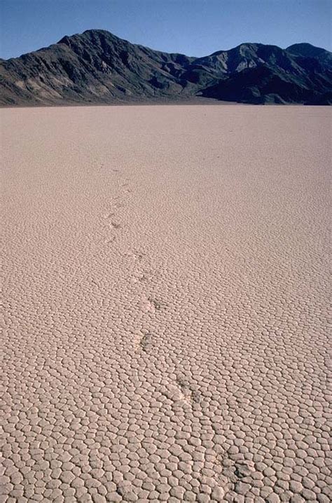 Footprints And Mudcracks On Playa Vertical Geology Pics