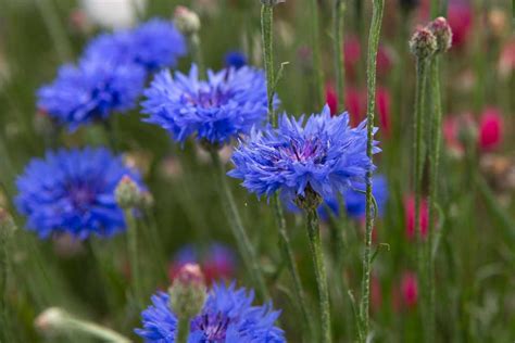 25 Best Blue Flowers Bbc Gardeners World Magazine