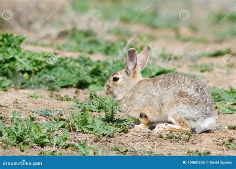 Cottontail Rabbit Stock Photo Image Of Easter Ears 40060306