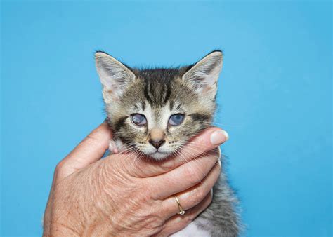 How To Treat A Corneal Ulcer In Cats Vetrix Inc