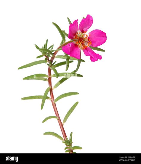 Pink Flower Of Moss Rose Isolated On White Portulaca Grandiflora Stock