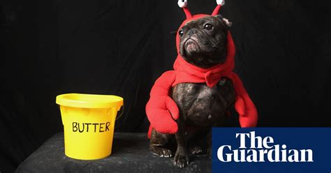 Doggy Style Spooky Pooches In Halloween Costumes In Pictures Life