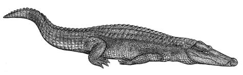 Mesozoic Crocodile By Biarmosuchus On Deviantart