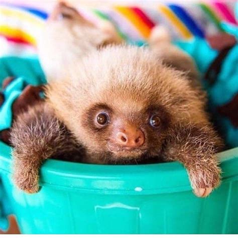 These Cute Photos Of Baby Sloths Are All Enough To Make