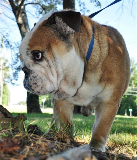 Unfollow english bulldog rescue to stop getting updates on your ebay feed. French Bulldog Puppies: June 2014