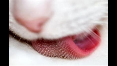 【驚愕】猫の舌、よく見たら怖い ネコの舌がザラザラな理由。かわいい猫ちゃん、なぜ？《衝撃omgチャンネル