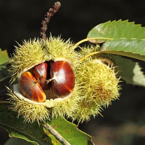 Plantas De Castaño Castanea Sativa The Original Garden