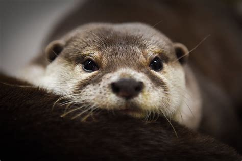 These Otters Are Popular Pets In Asia That May Be Their Undoing