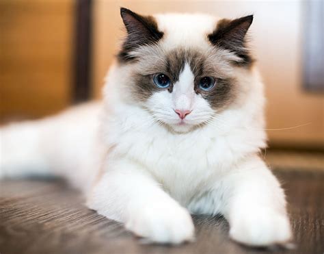 Ragdoll Cat Breed Information And Characteristics Daily Paws
