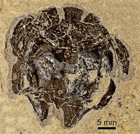 Microbrachius Dicki Landscapes Of Orkney