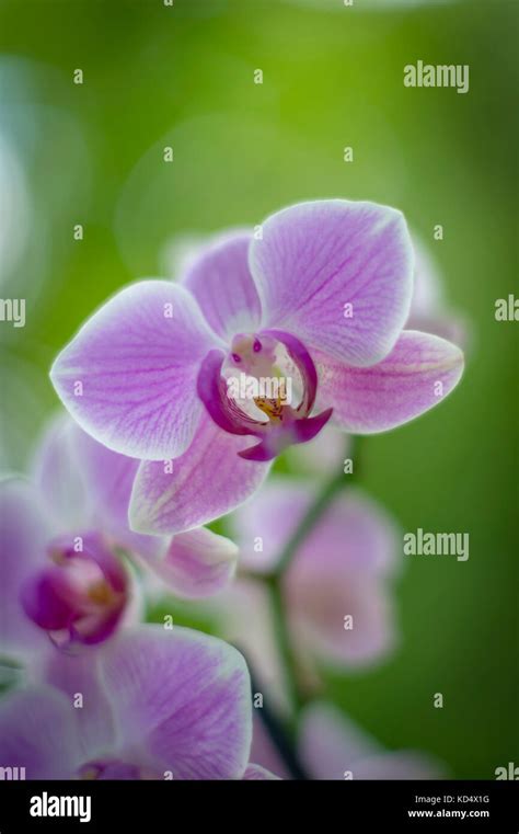 Pink Orchid Flowers Stock Photo Alamy