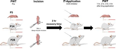 The Role Of The Spinal Cyclooxygenase Cox For Incisional Pain In Rats