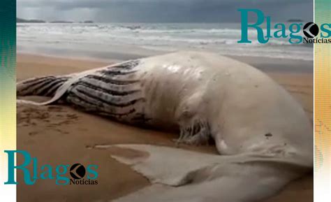 Baleia é Encontrada Morta Em Praia De Cabo Frio Rlagos Notícias