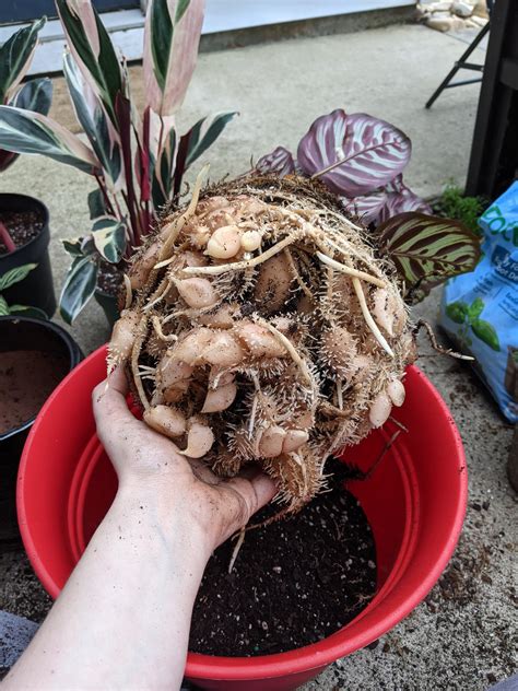 This Root System Of My Calathea Plant These Root Nodules Mean Its