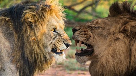 AFRICAN LION VS ASIATIC LION What If They Would Fight YouTube