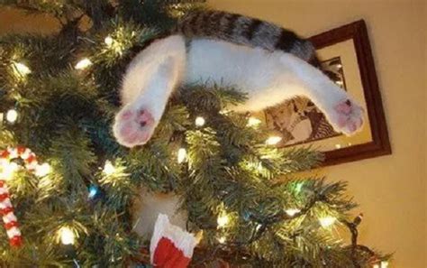 Ten Pictures Of Very Naughty Cats Climbing Christmas Trees