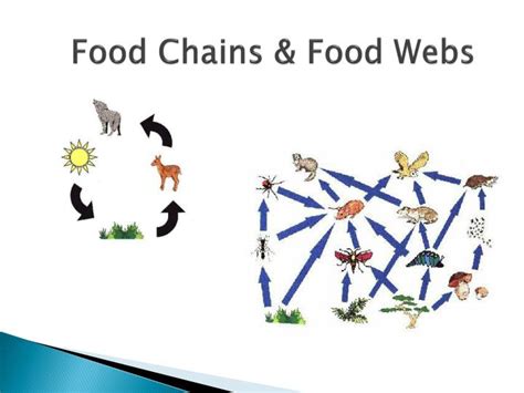 Ppt Food Chains And Food Webs Powerpoint Presentation Free Download