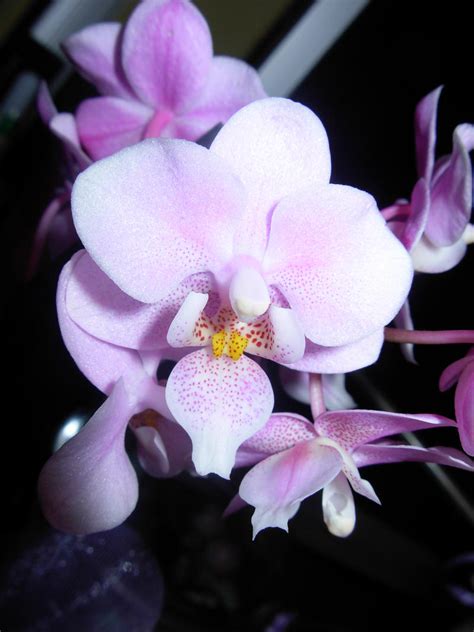 Pink Orchid By Dubhe90 On Deviantart