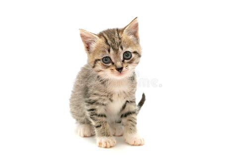 Cute Little Kitten Stock Image Image Of Carnivoran Whiskers 16564689