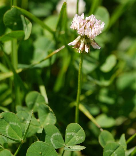 White Clover Identify That Plant