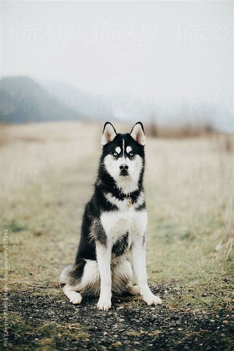 Blue Eyed Husky Dog Sits In Misty Foggy Field By Phil Chester