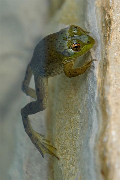 Frog Swim Photograph By Paul Moore Fine Art America