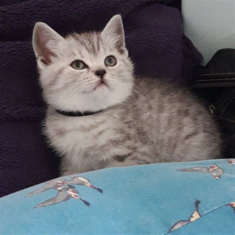 Pedigree Silver Tabbyspotted British Shorthaired Kittens In Beccles