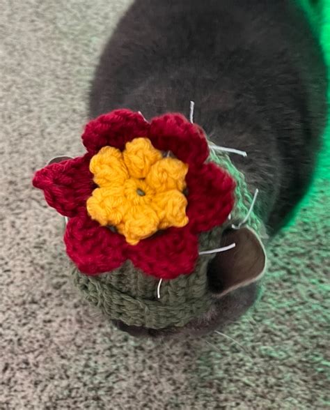 Cactus Cat Hat Crochet Pattern Etsy