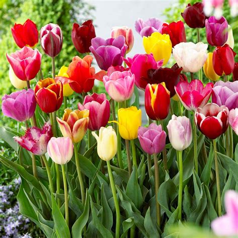 Berikut 7 Fakta Menarik Tentang Bunga Yuk Ketahui