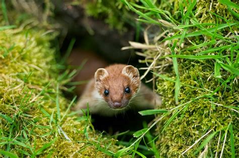 British Wildlife Centre ~ Keepers Blog New Stoat On Display