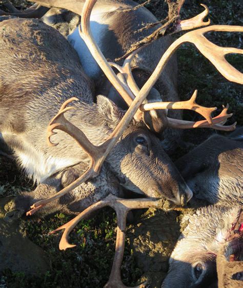 Mystery As 300 Reindeer Drop Dead In Norway What Happened Nature