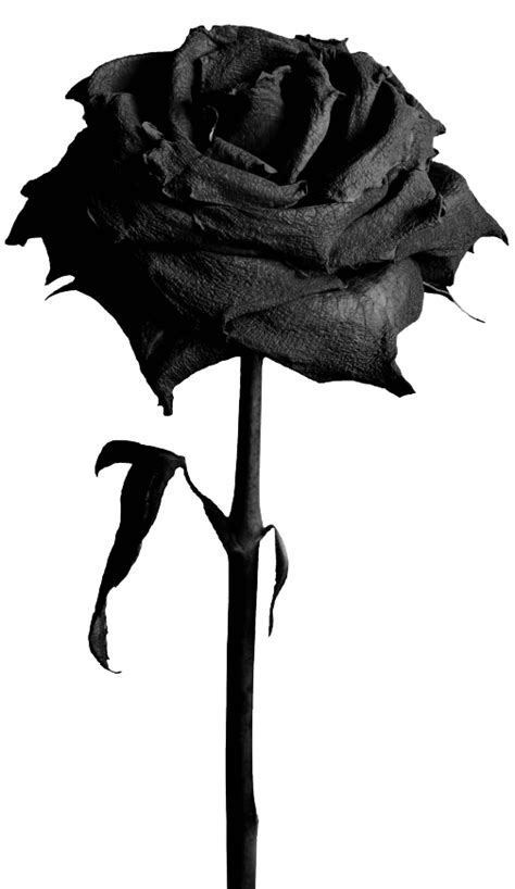 All png & cliparts images on nicepng are best quality. ForgetMeNot: black roses