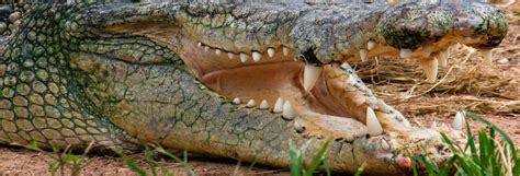 Giant Crocodile Brutus